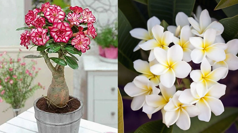 Cây sứ có bộ rễ to khỏe và cánh hoa chụm lại như chiếc phễu mềm mại