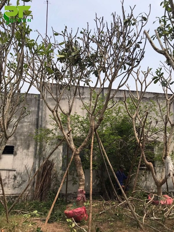 Cây Sứ Đại được ứng dụng trong cảnh quan công trình với dáng cây nổi bật