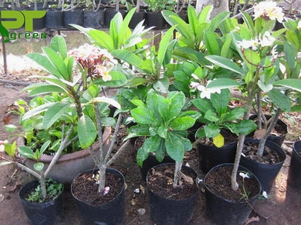 Cây Sứ Đại giống con với thân mập khỏe và dáng non tươi trong vườn ươm