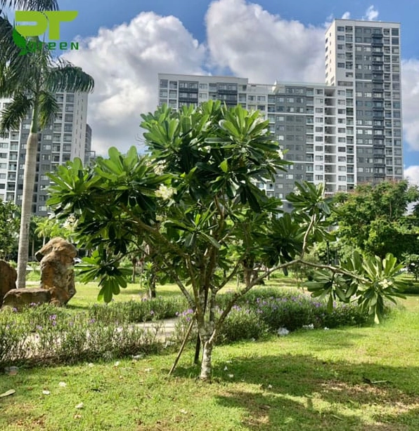Cây Sứ Đại trồng ở khuôn viên rộng thoáng với điều kiện nắng tốt