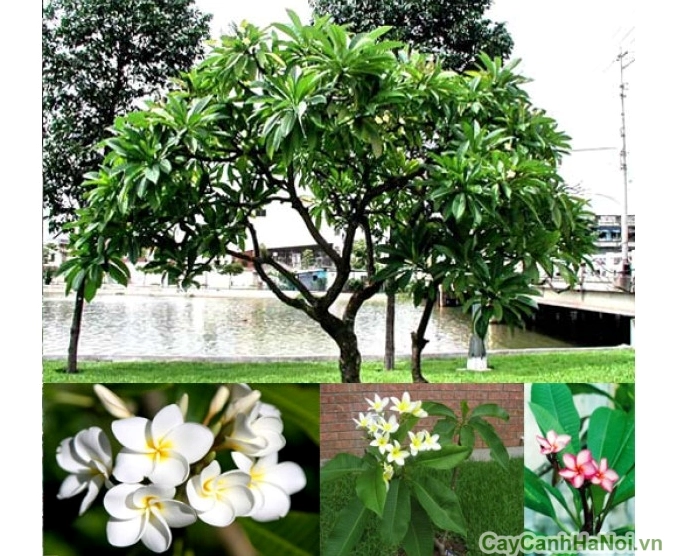 Cây Sứ Đại trưởng thành với thân chắc khỏe và tán lá thanh thoát