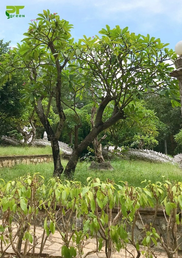 Cây Sứ với thân cành khỏe khoắn và vẻ đẹp gần gũi trong đời sống sân vườn