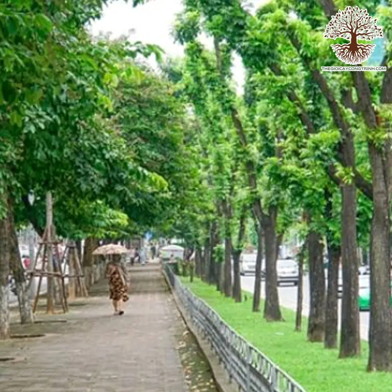 Cây Sưa Đỏ công trình có thân thẳng và tán lá tạo bóng mát đường phố