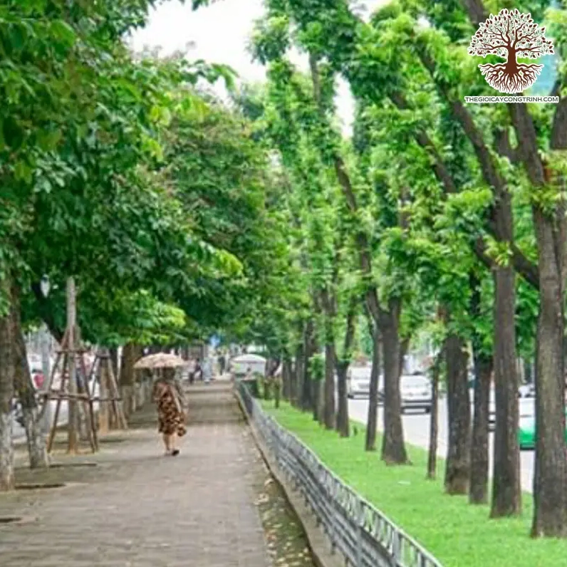 Cây sưa đỏ công trình với vẻ đẹp tự nhiên và cấu trúc thân cây nổi bật trong không gian sáng