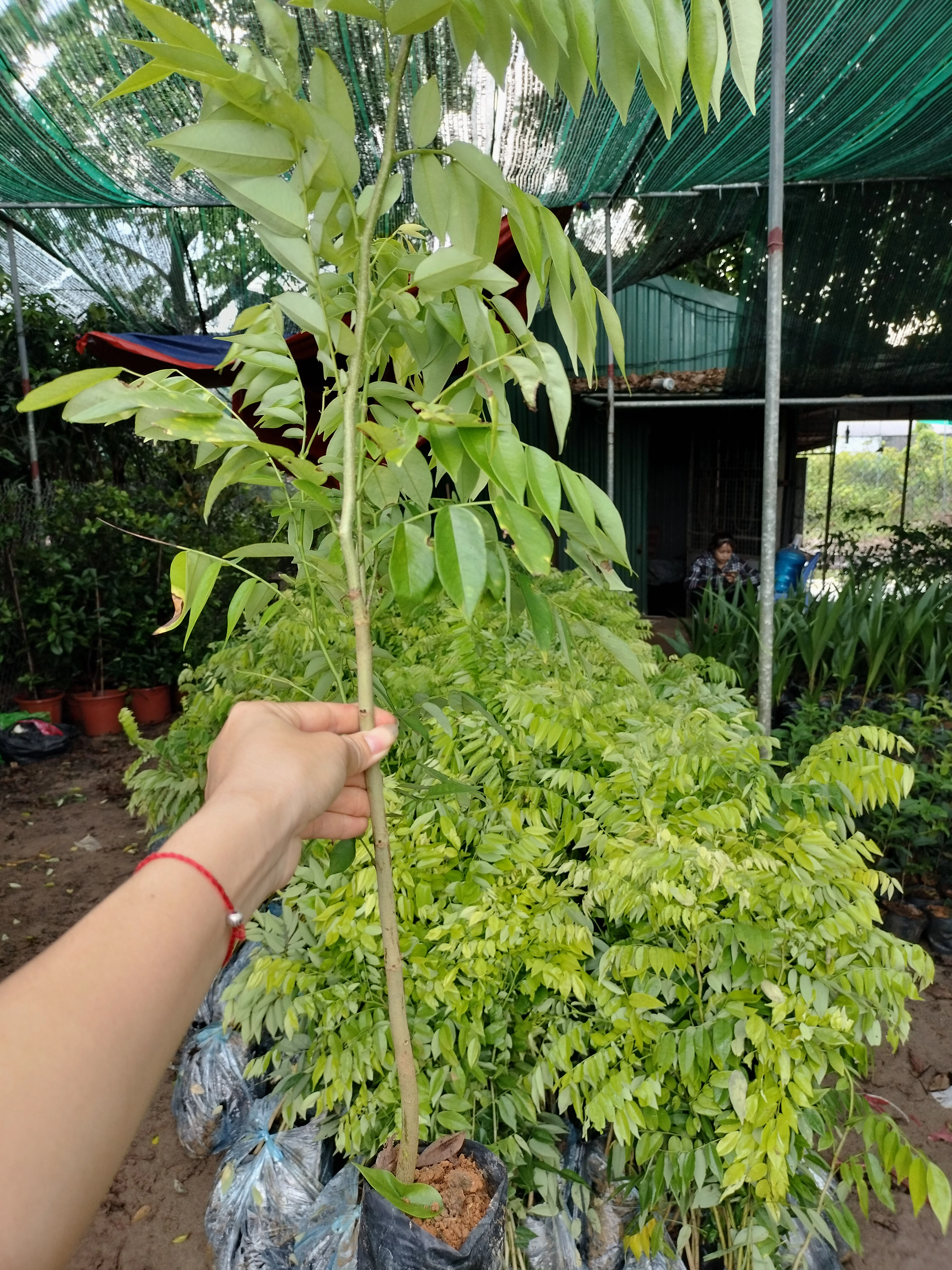 Cây Sứa đỏ nổi bật với gam màu ấm và vẻ ngoài giàu tính trang trí trong cảnh quan