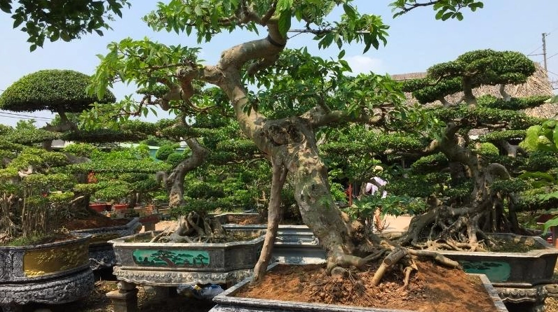 Cây sung bonsai cao lớn với tán lá đầy đặn tạo cảm giác mạnh mẽ và bề thế