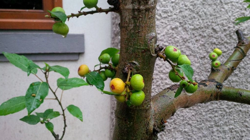 Cây sung bonsai được trồng và chăm sóc đúng chuẩn với dáng khỏe, lá gọn và thế đẹp