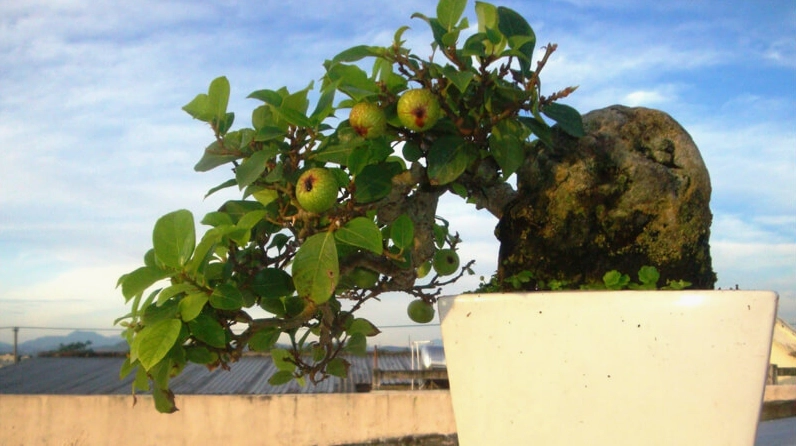 Cây sung bonsai gợi cảm giác sung túc với dáng cây cổ kính và vẻ đẹp giàu ý nghĩa