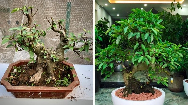 Cây sung bonsai kiểu dáng ấn tượng với bố cục tán lá và thân cây cân đối