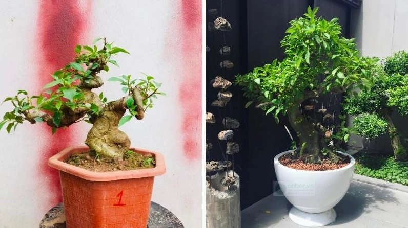 Cây sung bonsai kiểu dáng đẹp mắt với nét mềm mại và bố cục tròn đầy