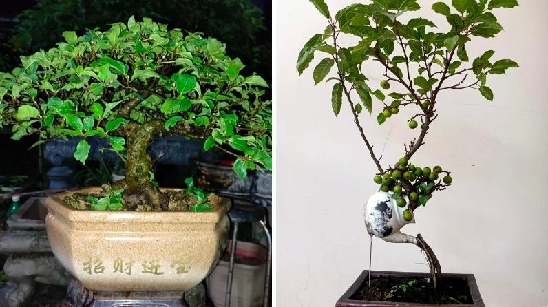 Cây sung bonsai kiểu dáng độc đáo mang vẻ nghệ thuật và cá tính trong từng đường nét