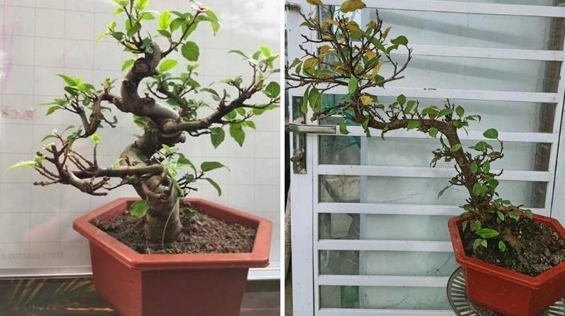 Cây sung bonsai kiểu dáng độc lạ với thế uốn sáng tạo và đường thân nổi bật