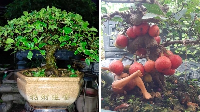 Cây sung bonsai thích hợp làm cây cảnh với ngoại hình thanh nhã và dễ tạo điểm nhấn
