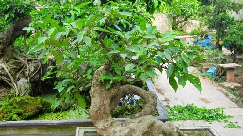 Cây sung bonsai trong không gian sống mang dấu ấn phong thủy nhẹ nhàng và trang nhã