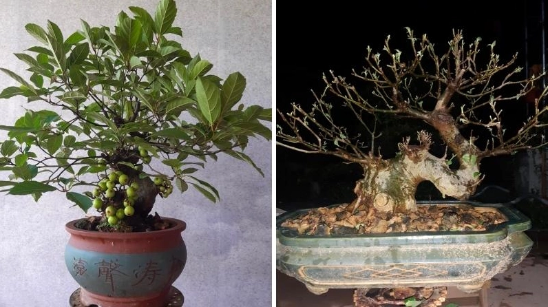 Cây sung bonsai trồng trong chậu đẹp mắt phù hợp trang trí sân hiên và góc nghỉ