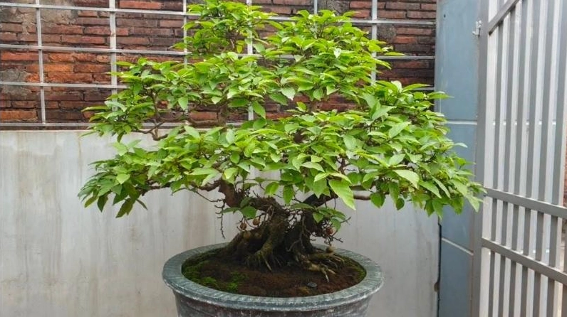 Cây sung bonsai xum xuê lá xanh mướt nổi bật vẻ tươi tốt và khỏe khoắn