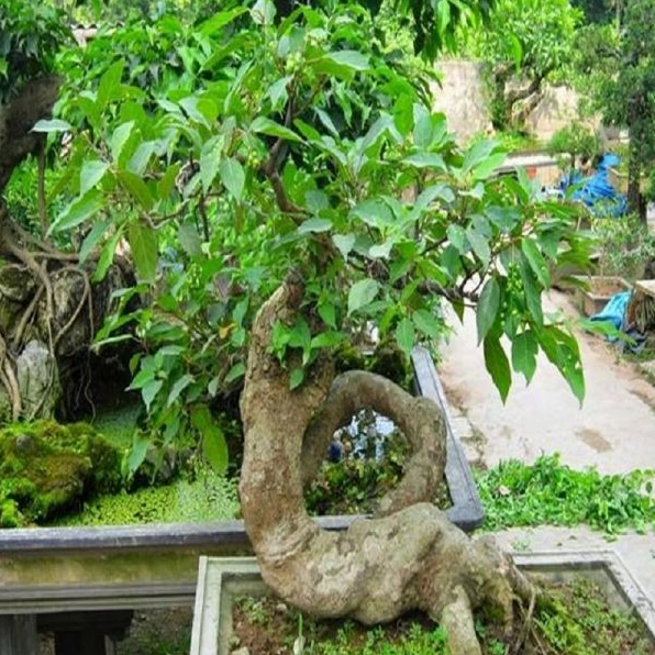 Cây Sung Cảnh được uốn theo dáng đẹp với thân cong mềm và thế bonsai hài hòa