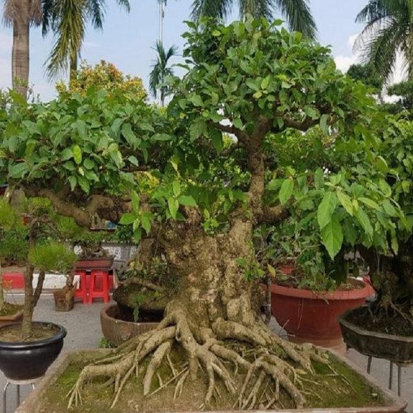 Cây Sung Cảnh mang ý nghĩa sung túc giàu sang qua hình ảnh tán lá xanh và quả sai