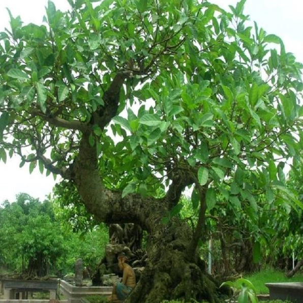 Cây Sung Cảnh với thân mộc mạc, lá xanh dày và dáng bonsai đậm nét tự nhiên