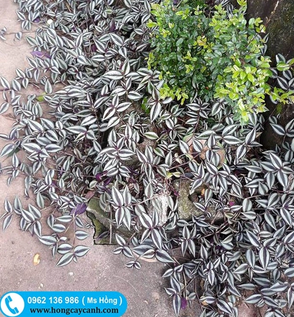 Cây Thài Lài lá xanh tím tạo mảng màu phụ trợ cho bố cục sân vườn có Cây Bỏng nẻ