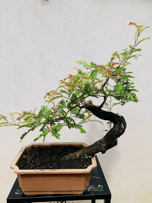 Cây Thanh hương bonsai có dáng cổ thụ nhỏ gọn với tán lá xanh dày