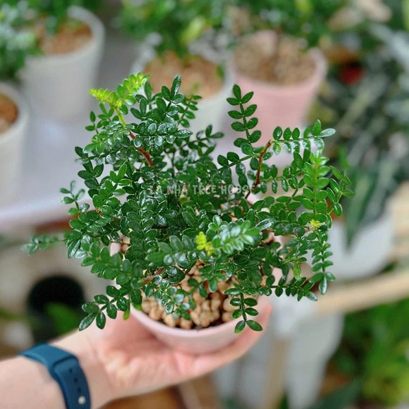 Cây Thanh hương mộc để bàn có tán lá xanh nhỏ và dáng chậu gọn gàng