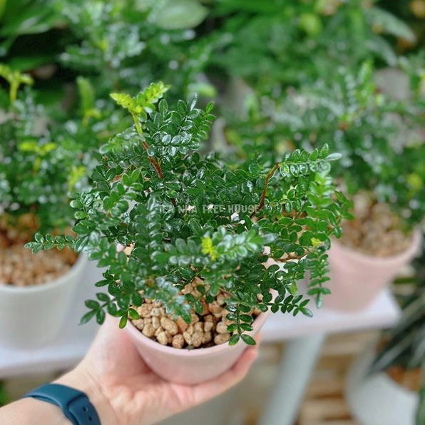 Cây Thanh hương mộc để bàn với tán lá xanh tươi và bố cục cân đối