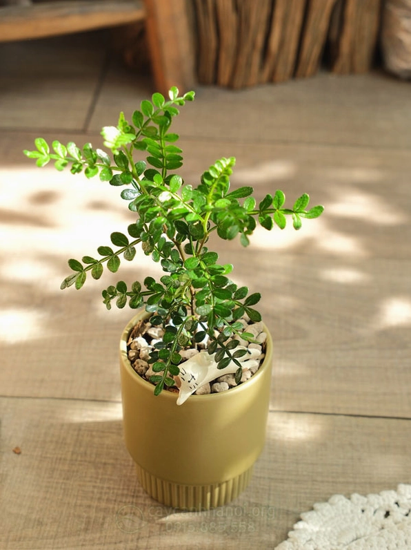 Cây Thanh hương mộc mini để bàn với lá xanh nhỏ và thân gỗ gọn xinh