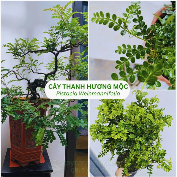 Cây Thanh hương mộc thân gỗ quý với tán lá thơm đặc trưng và màu xanh đậm