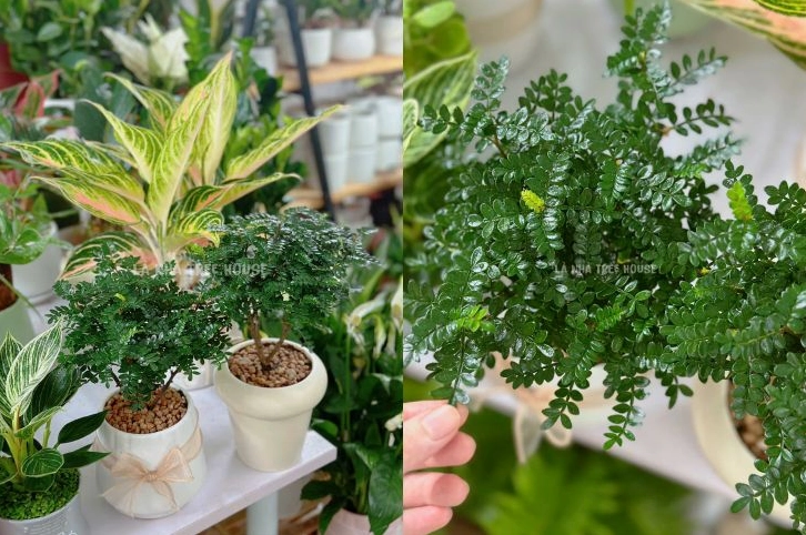 Cây Thanh hương mộc trong chậu với nhiều chồi mầm xanh non vươn lên khỏe khoắn