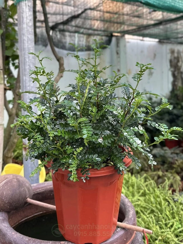 Cây Thanh hương mộc trong chậu xanh tươi được xem là biểu tượng của may mắn