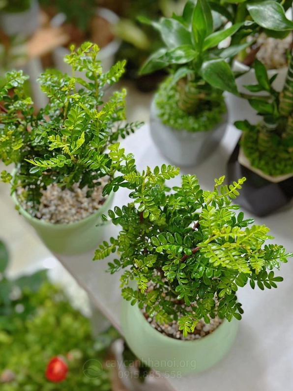 Cây Thanh hương trồng chậu để bàn có dáng gọn và màu lá xanh dịu