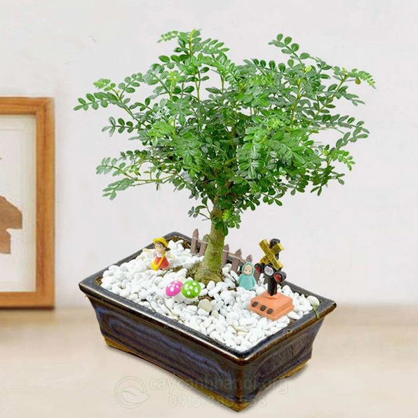 Cây Thanh hương xanh tốt tượng trưng cho sự an yên và nguồn năng lượng tích cực