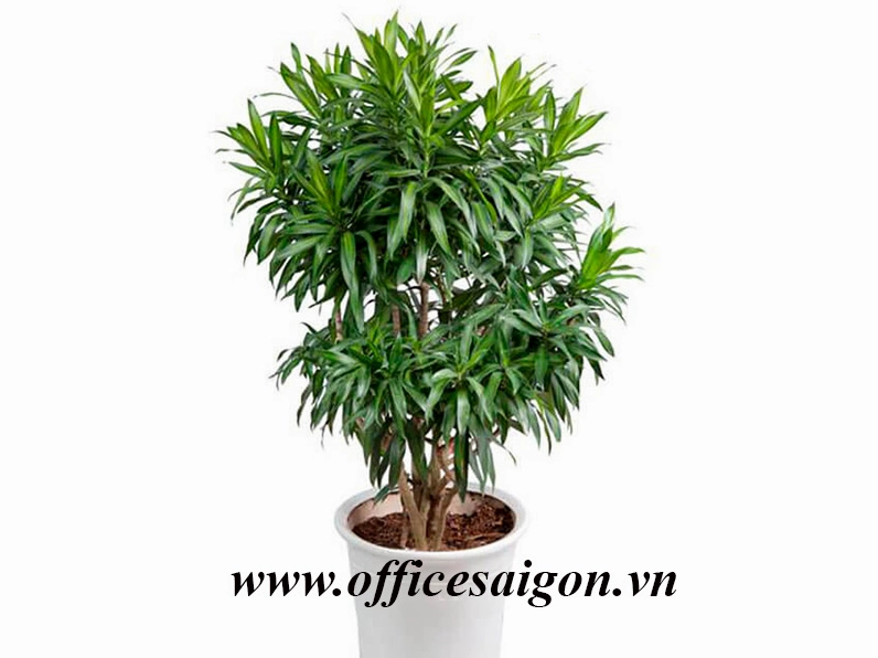 Cây Thanh Lan trong không gian trưng bày nội thất tạo điểm nhìn đối chiếu với vẻ lá lớn của nhóm đế vương