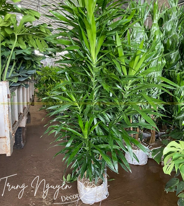 Cây Thanh Lan xanh thẳng dáng phù hợp trang trí nội thất thanh lịch