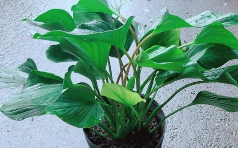 Cây Thanh Tâm mang nhiều ý nghĩa tốt đẹp qua hình ảnh xanh tươi, dáng lá mềm và cảm giác trang nhã