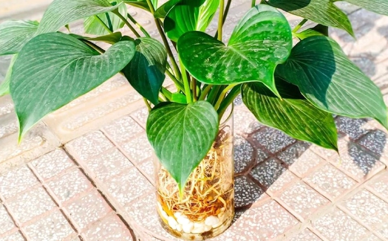 Cây Thanh Tâm trồng thủy sinh trong bình nước, bộ rễ nổi rõ và tổng thể mang phong cách hiện đại thanh sạch