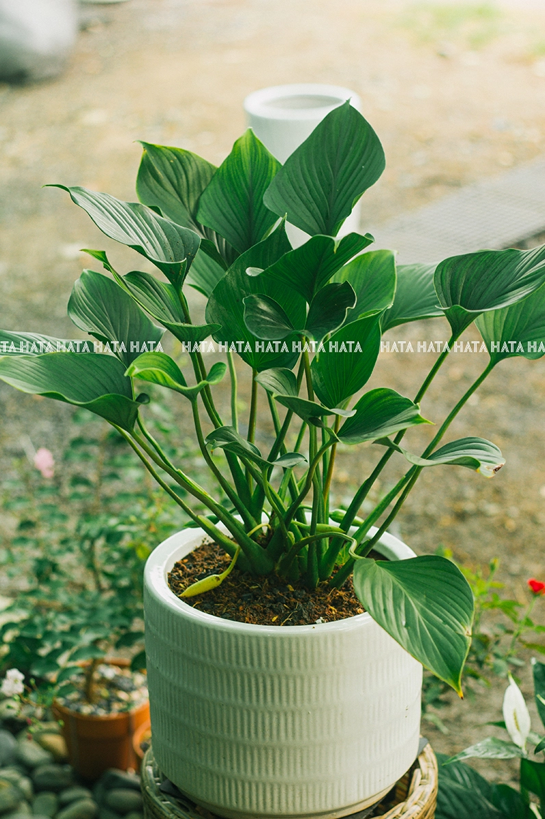 Cây Thanh Tâm trụ 30 với tán lá xanh tươi ôm quanh thân, tạo chiều cao và điểm nhấn cho nội thất
