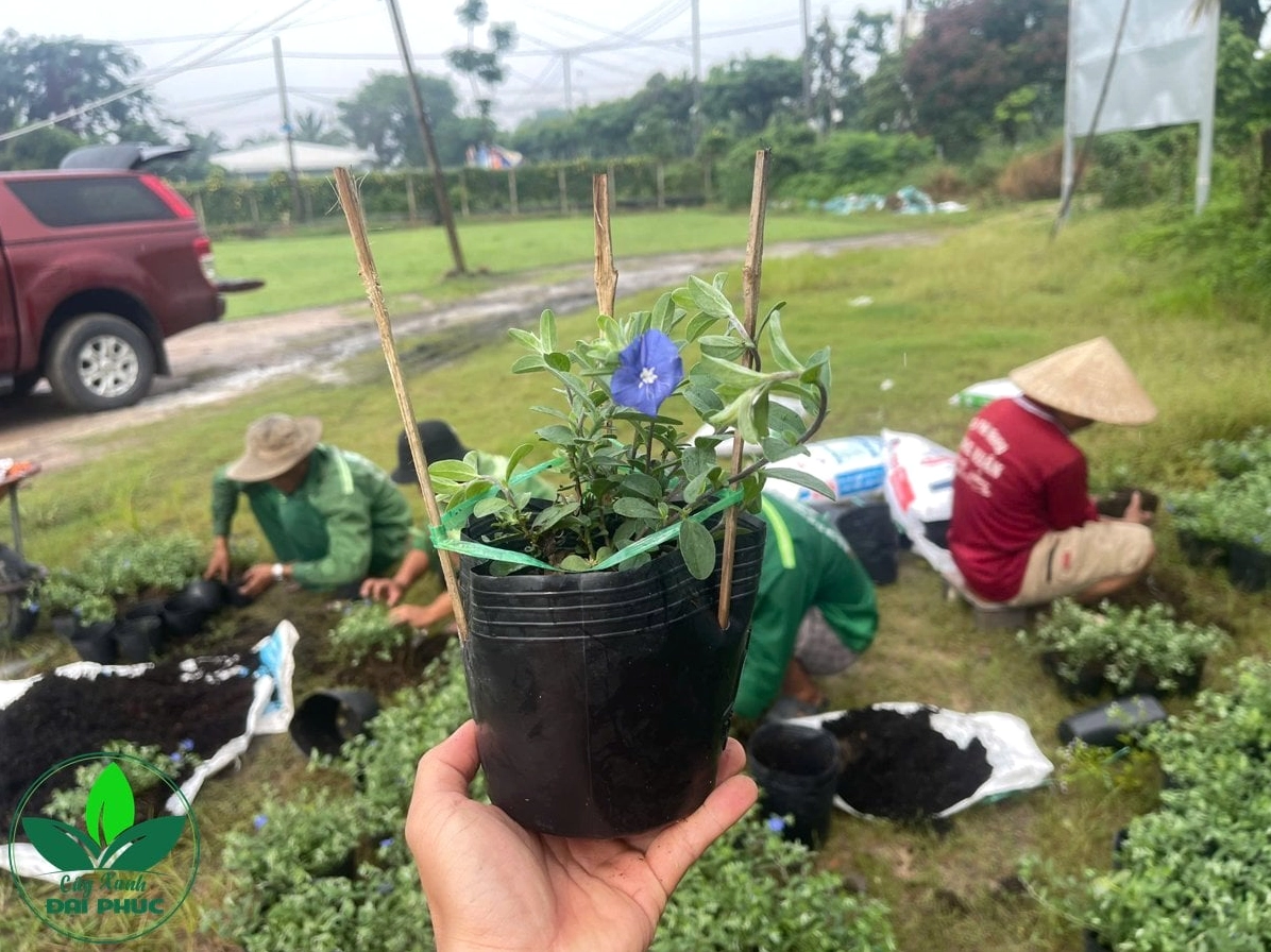 Cây Thanh Tú nở hoa đều với sắc xanh lam tươi mát trong góc sân ngập nắng