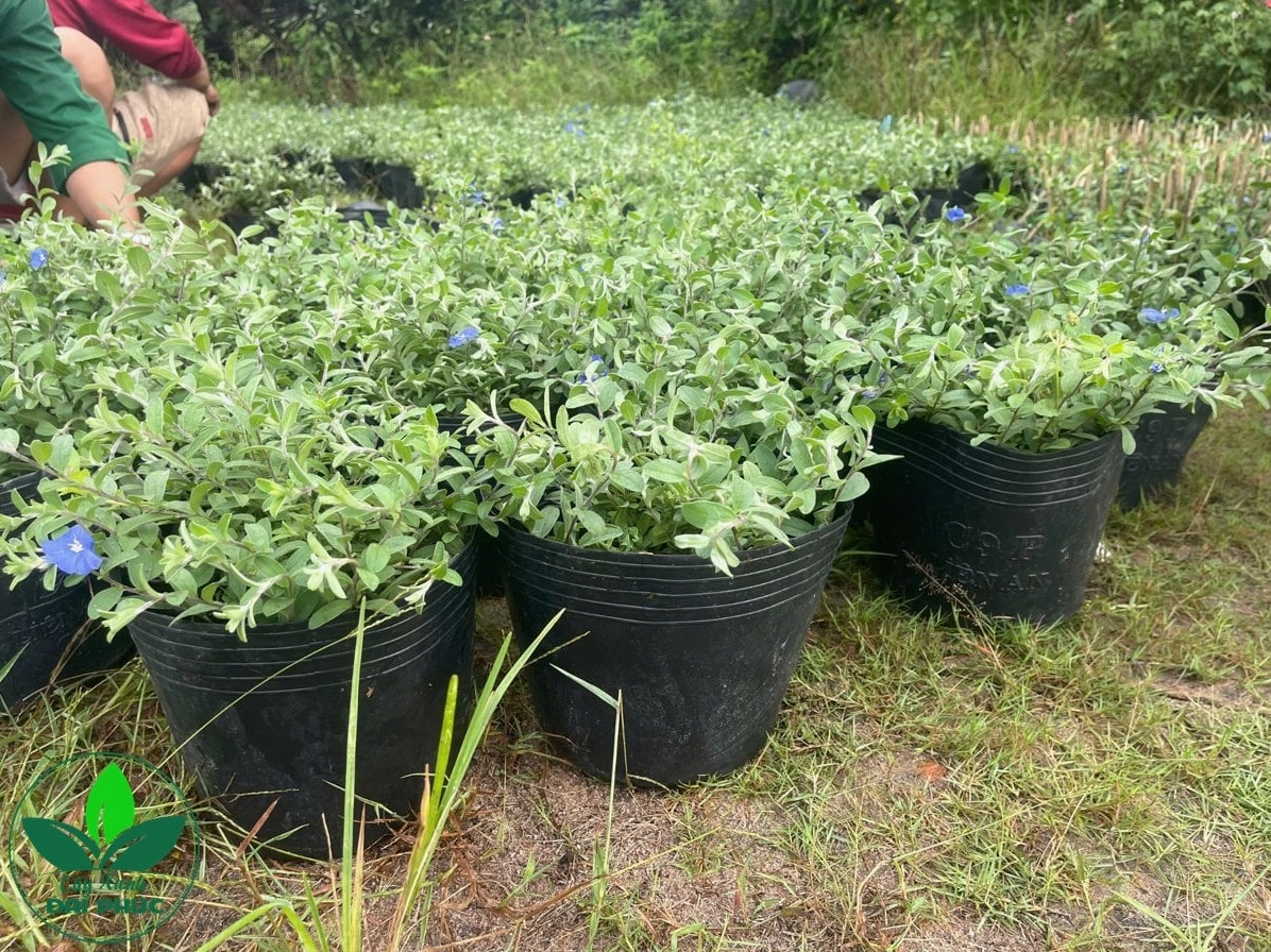 Cây Thanh Tú phủ hoa xanh lam đồng đều tạo nên vẻ đẹp mềm mại và mát mắt