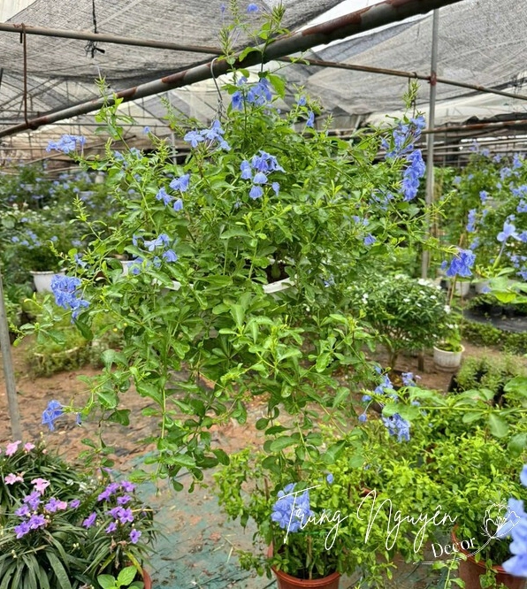 Cây thanh xà có cụm hoa xanh tím nhẹ nhàng tạo vẻ mát mắt trong khu vườn