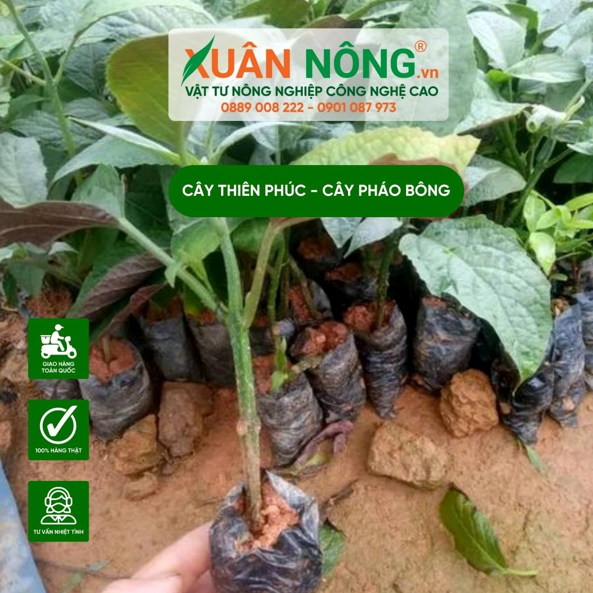 Cây Thiên Phúc con còn non với thân lá gọn gàng thích hợp cho người mới bắt đầu trồng