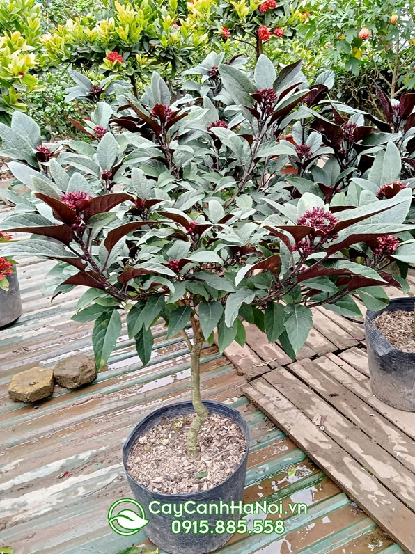 Cây Thiên Phúc dáng tree với thân cao gọn và cụm hoa tập trung ở phần tán phía trên