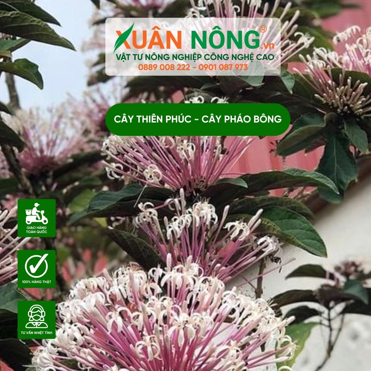 Cây Thiên Phúc trưởng thành với tán lá xanh khỏe và dáng đứng nổi bật trong không gian trồng cảnh