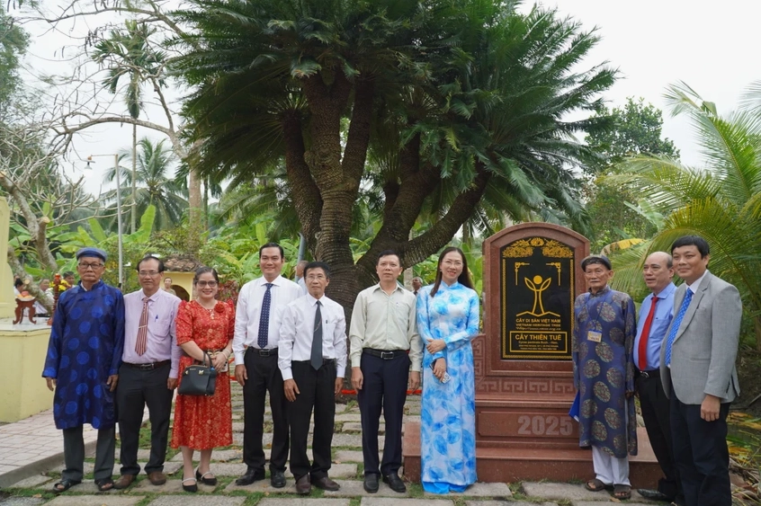 Cây Thiên Tuế dáng đẹp nổi bật trong khuôn viên, lá cứng và tỏa đều như chiếc quạt xanh cổ điển