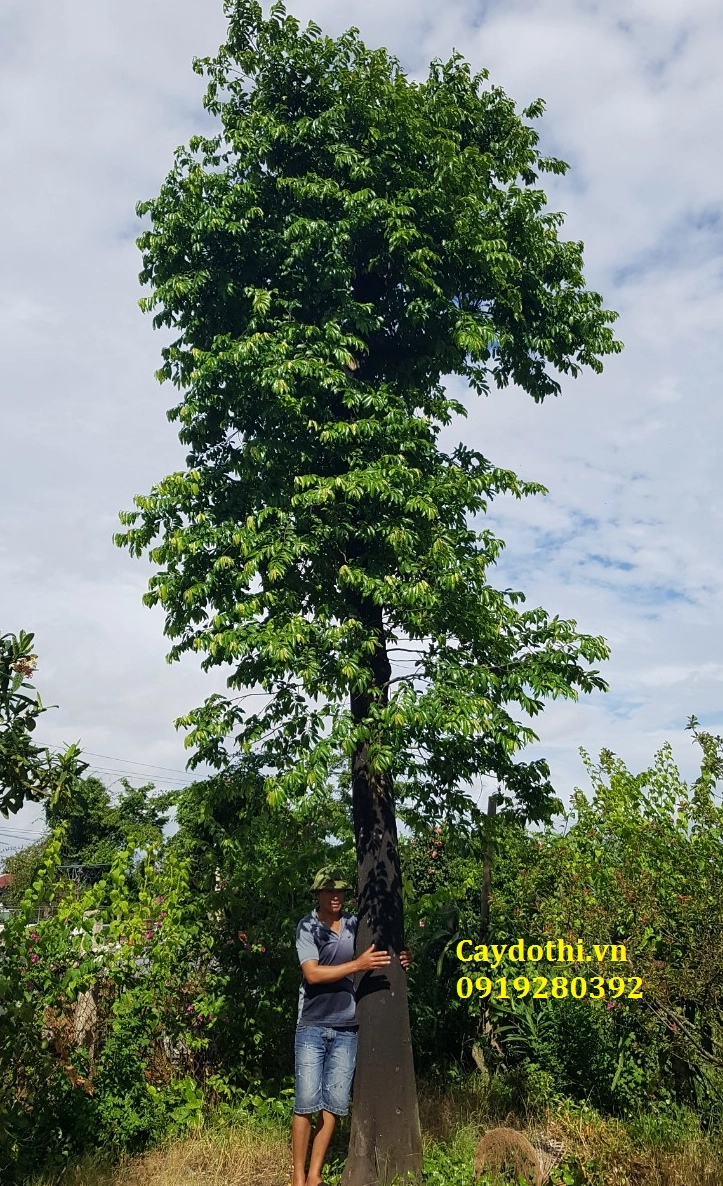 Cây Thiên Tuế dáng gọn với tán lá xếp lớp đều đặn, phù hợp làm điểm nhấn cho sân vườn hiện đại