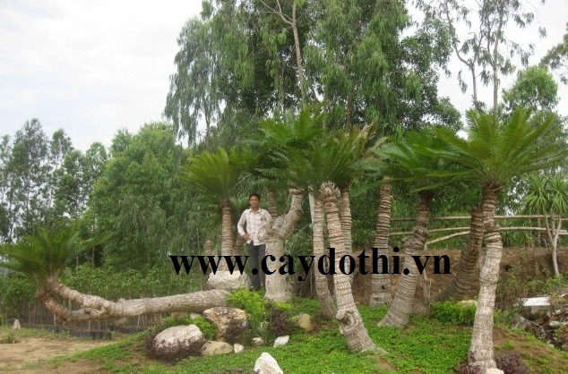Cây Thiên Tuế trồng trong không gian công trình với tán lá xanh cứng cáp tạo điểm nhấn sang trọng