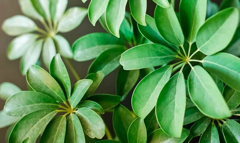 Cây Thiên Tuế trồng trước cổng nhà tạo điểm nhấn mạnh mẽ, xanh mướt và mang cảm giác giữ lộc