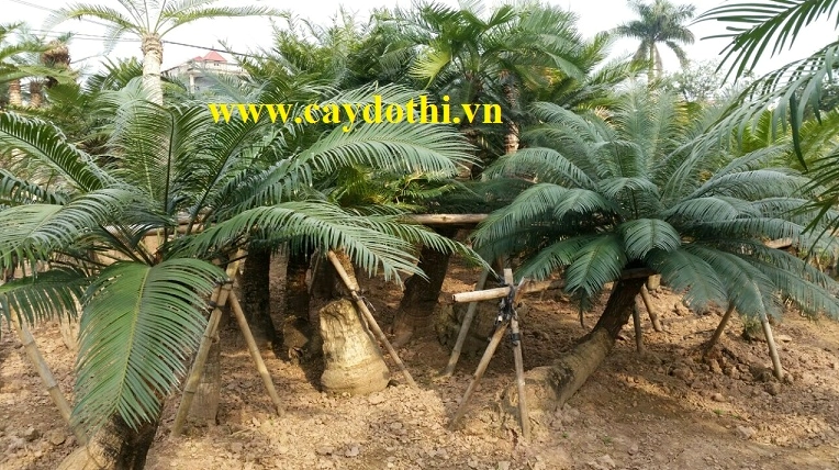 Cây Thiên Tuế trưởng thành với thân khỏe và lá vươn đều, gợi vẻ cổ kính cho khoảng vườn xanh