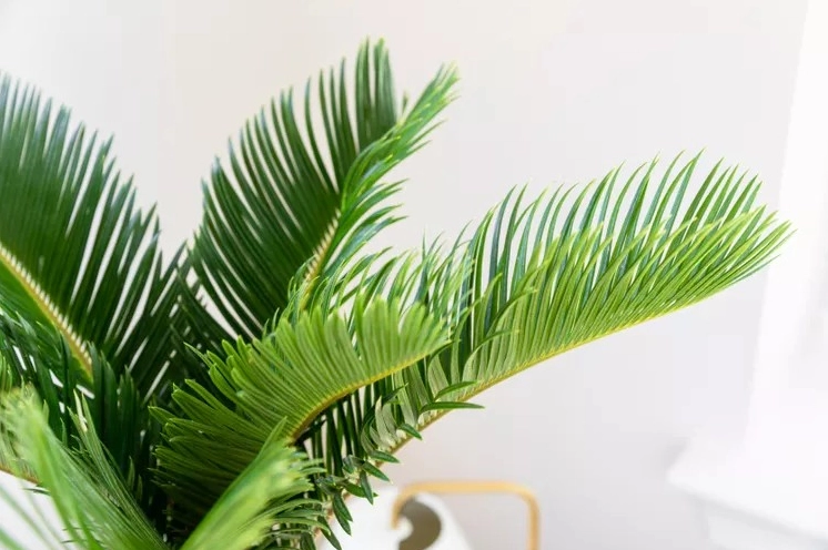 Cây Thiên Tuế với tán lá xòe rộng, sắc lá xanh đậm nổi bật trên nền cảnh quan sáng thoáng